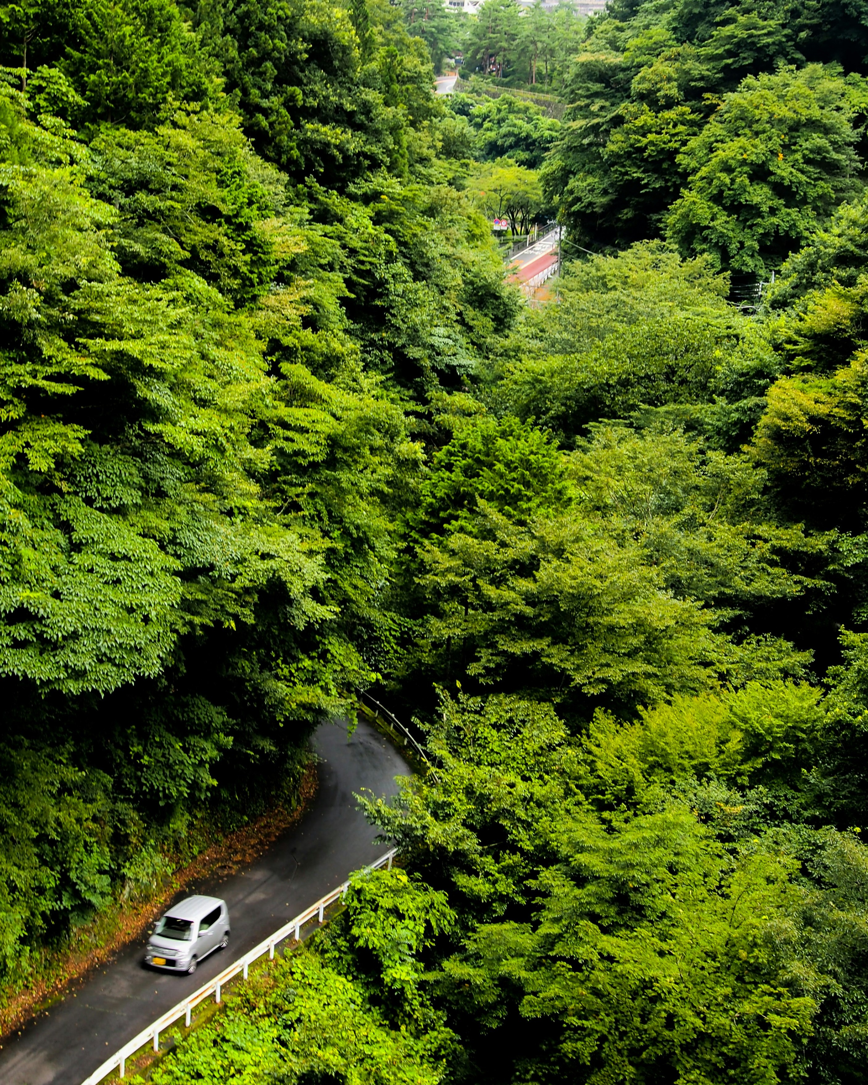 White car driving on a winding road through lush green forest