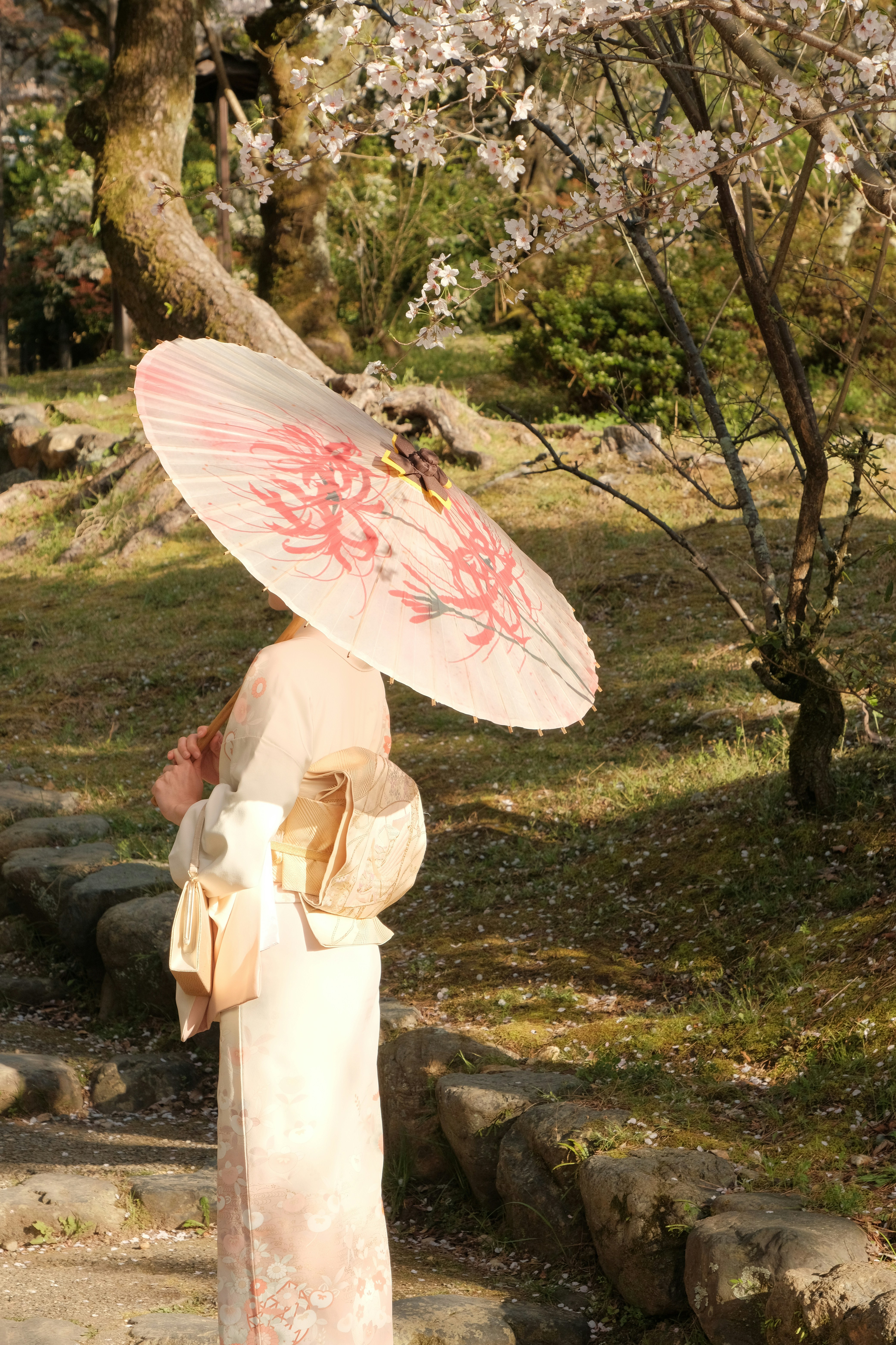 Person in a kimono holding a parasol under cherry blossom trees