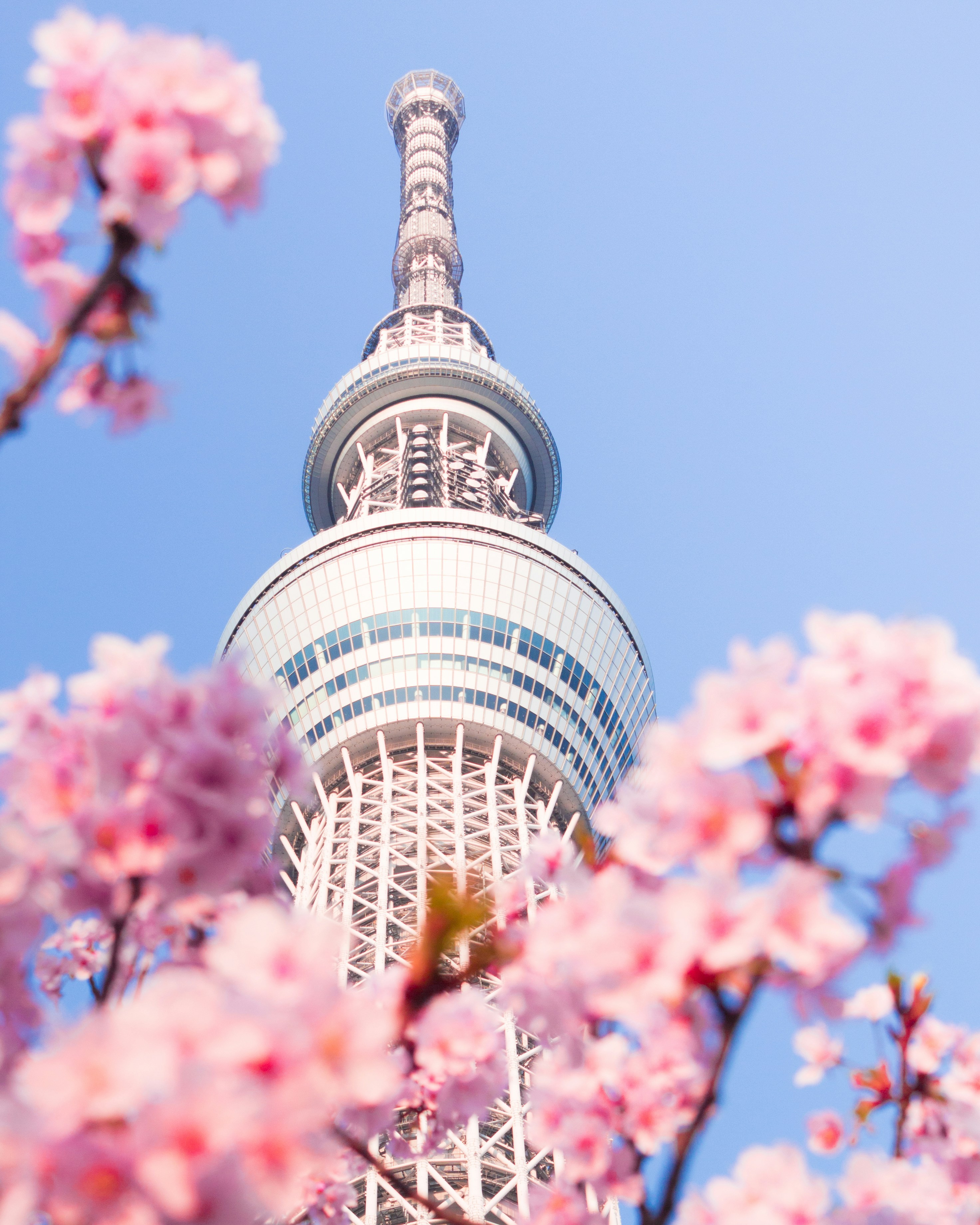 Tokyo Skytree tower framed by blooming pink cherry blossoms