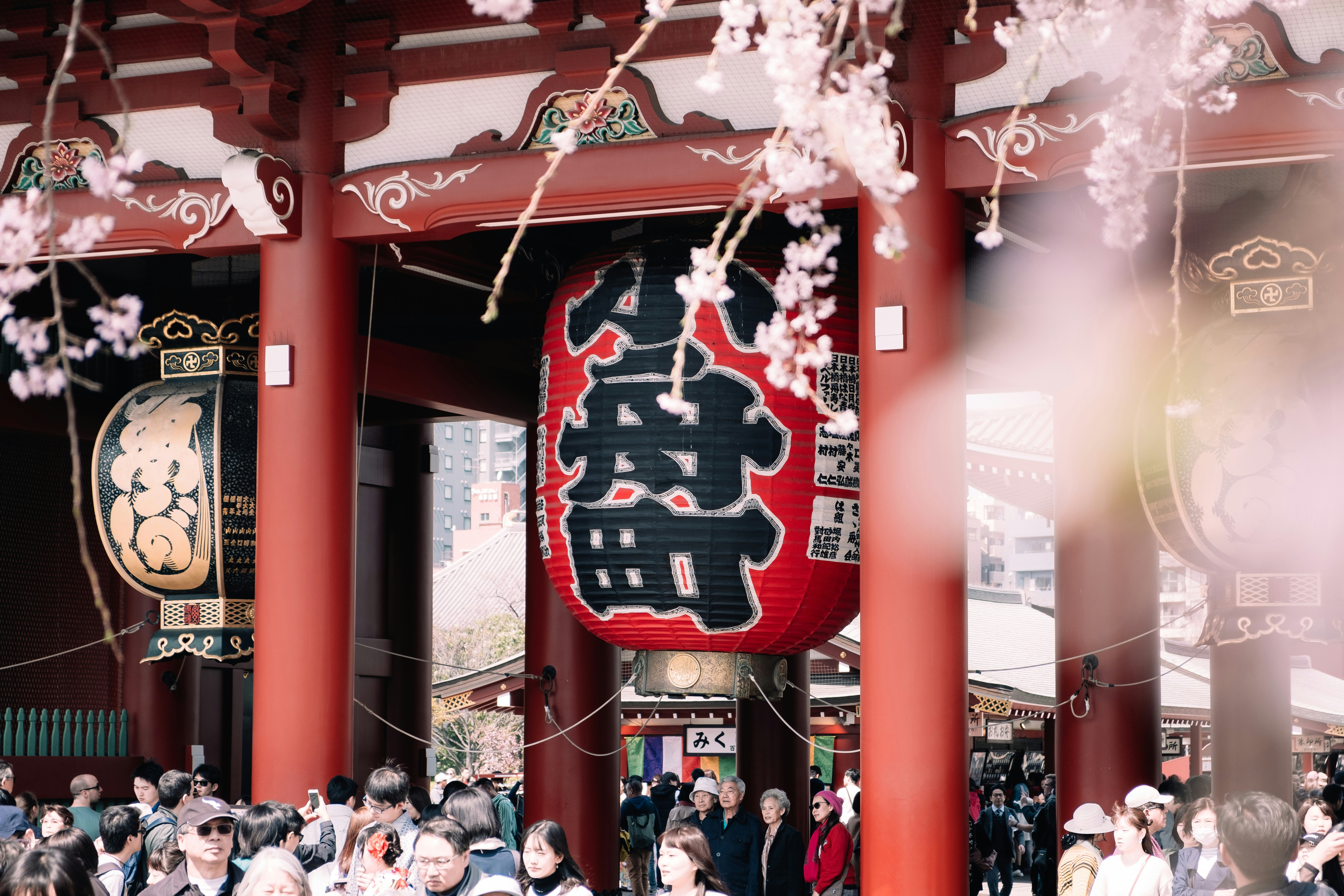 Traditional Japanese temple gate with cherry blossoms in the foreground