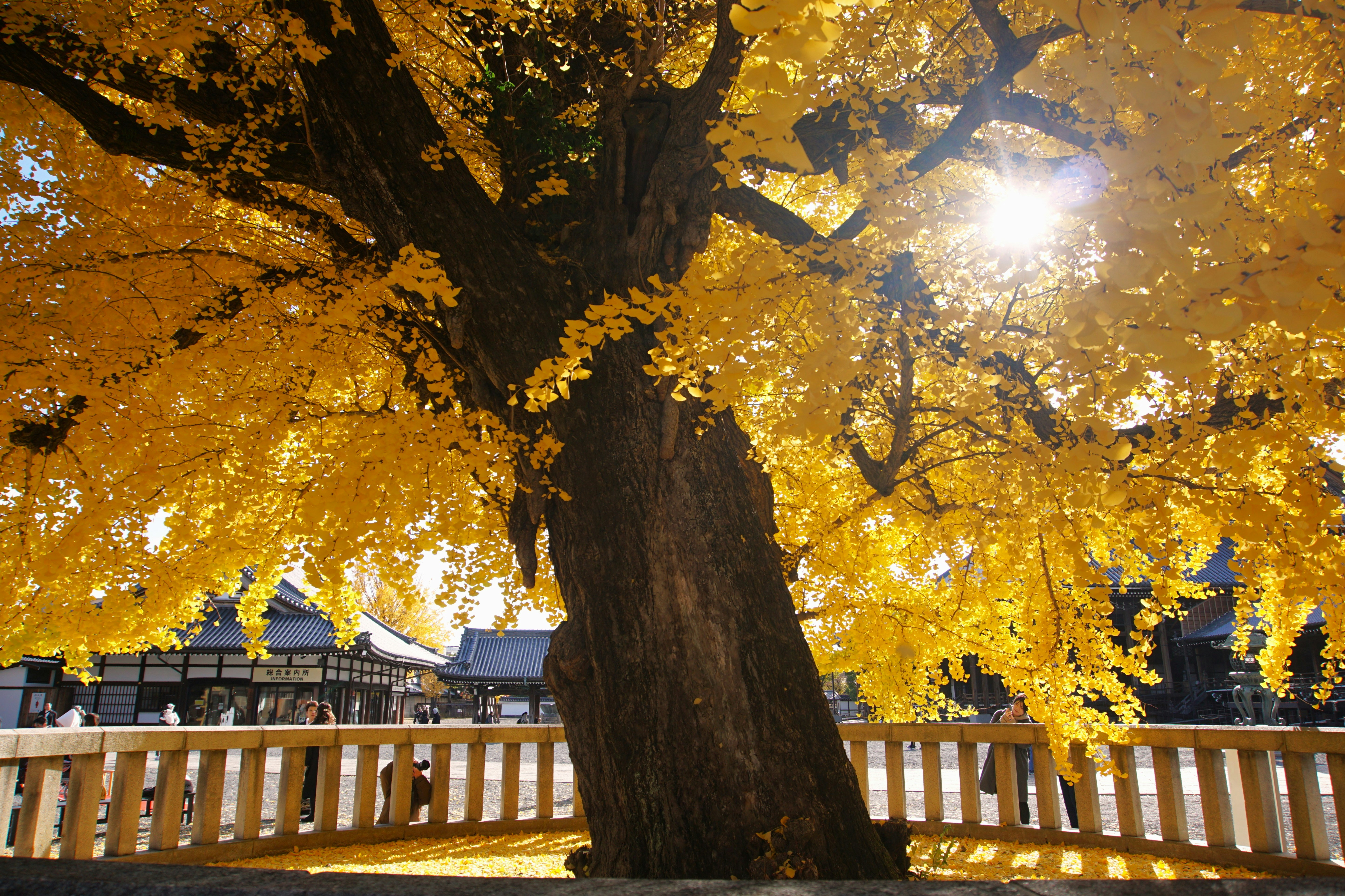 Large ginkgo tree with golden yellow leaves in autumn sunlight